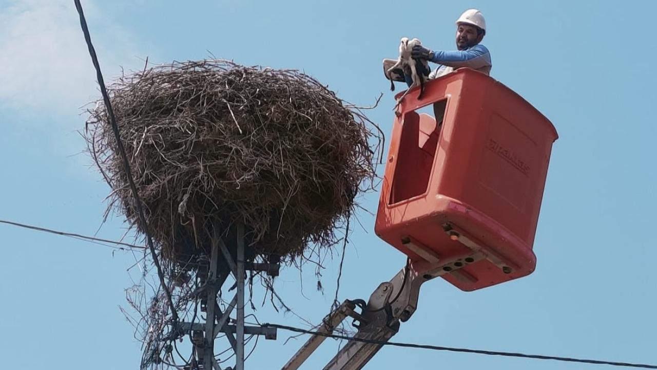 Kayseri'de elektrik direğinde mahsur kalan leyleği ekipler kurtardı